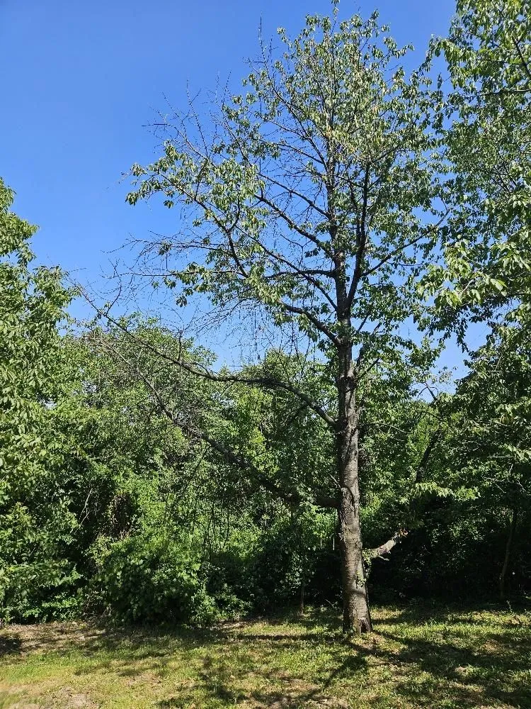 Prodaja, plac, 5000m², Stari Slankamen, Inđija