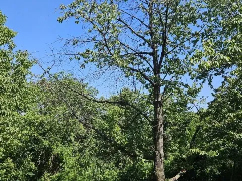 Sale, land lot, 5000m², Stari Slankamen, Inđija - image 11