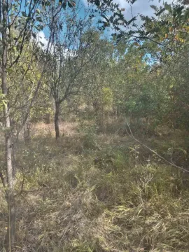 Pogled na zarasli plac sa drvećem i rastinjem. - image 2