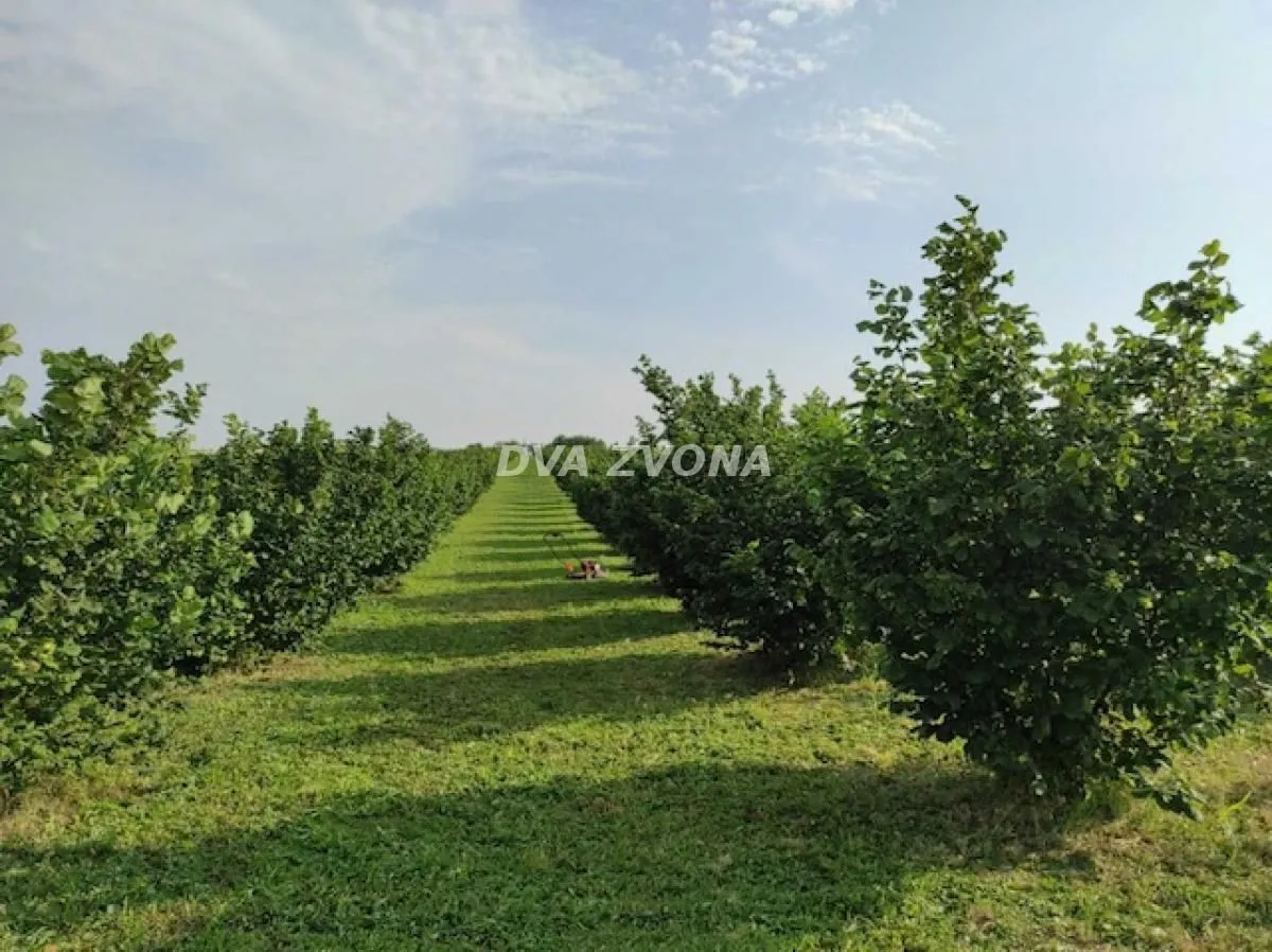 Prodaja, plac, 6800m², Stari Slankamen, Inđija