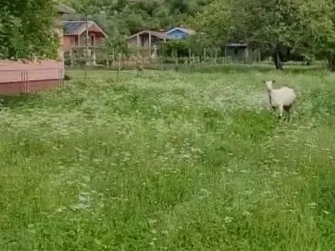 Izdavanje, plac, 2401m², Podgorica, Crna Gora - image 3