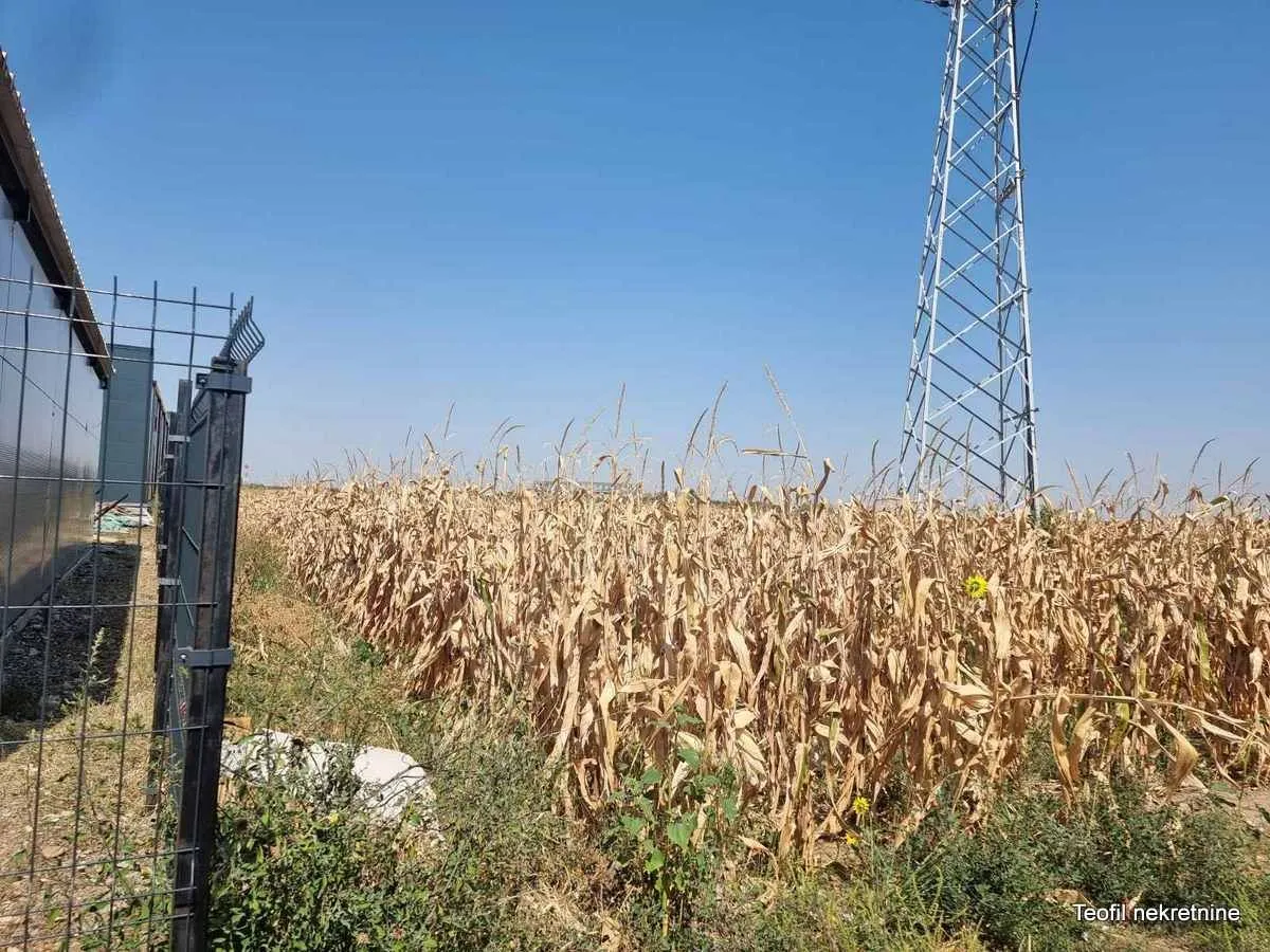 Prodaja, plac, 10000m², Surčin, Beograd