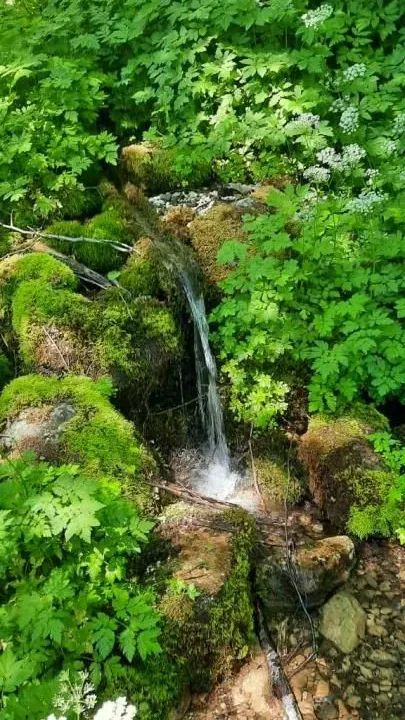 Prodaja, plac, 19200m², Štitarica, Mojkovac