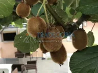 Sale, house, 178m², Baošići, Herceg Novi - image 7