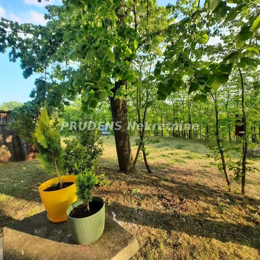Green yard with trees and potted plants.