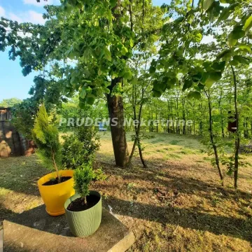 Green yard with trees and potted plants. - image 19