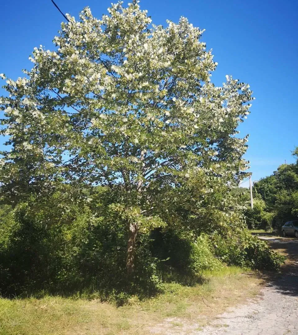 Prodaja, plac, 1163m², Cetinje, Crna Gora