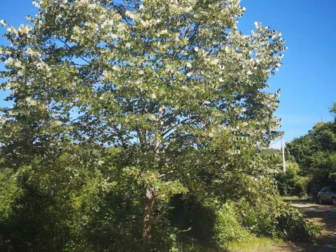 Sale, land lot, 1163m², Cetinje, Crna Gora - image 20