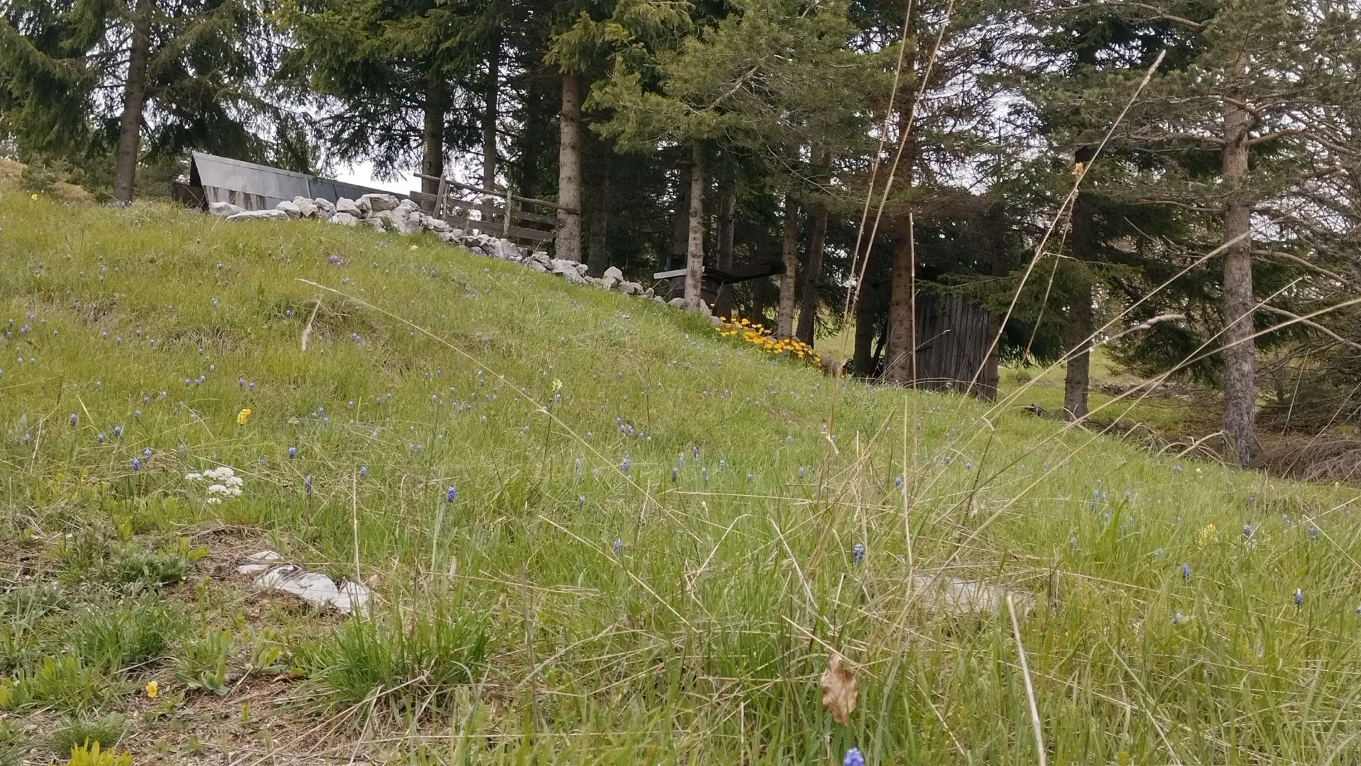 Prodaja, plac, 7000m², Mokra gora, Tara