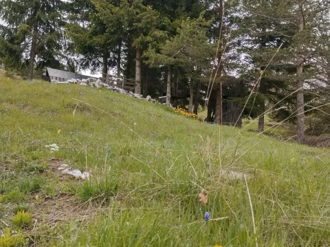 Prodaja, plac, 7000m², Mokra gora, Tara - image 7