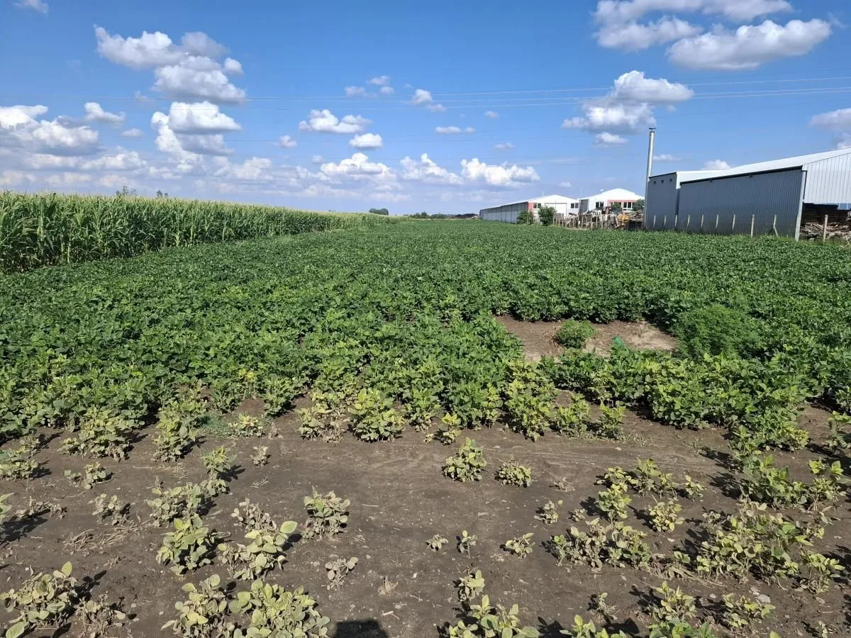 Prodaja, plac, 9400m², Futog, Novi Sad Sve Podlokacije