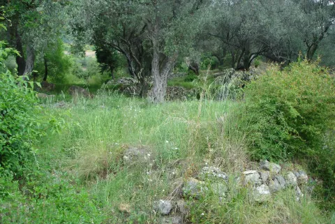 Zeleni plac okružen maslinama i prirodnim rastinjem. - image 4