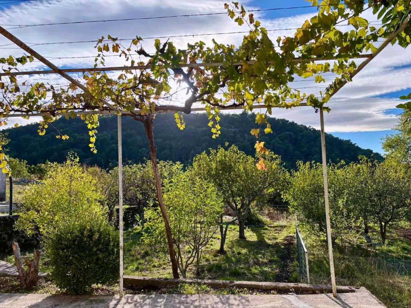 View of the green yard with a grapevine and an orchard.