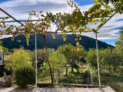 View of the green yard with a grapevine and an orchard. - image 11