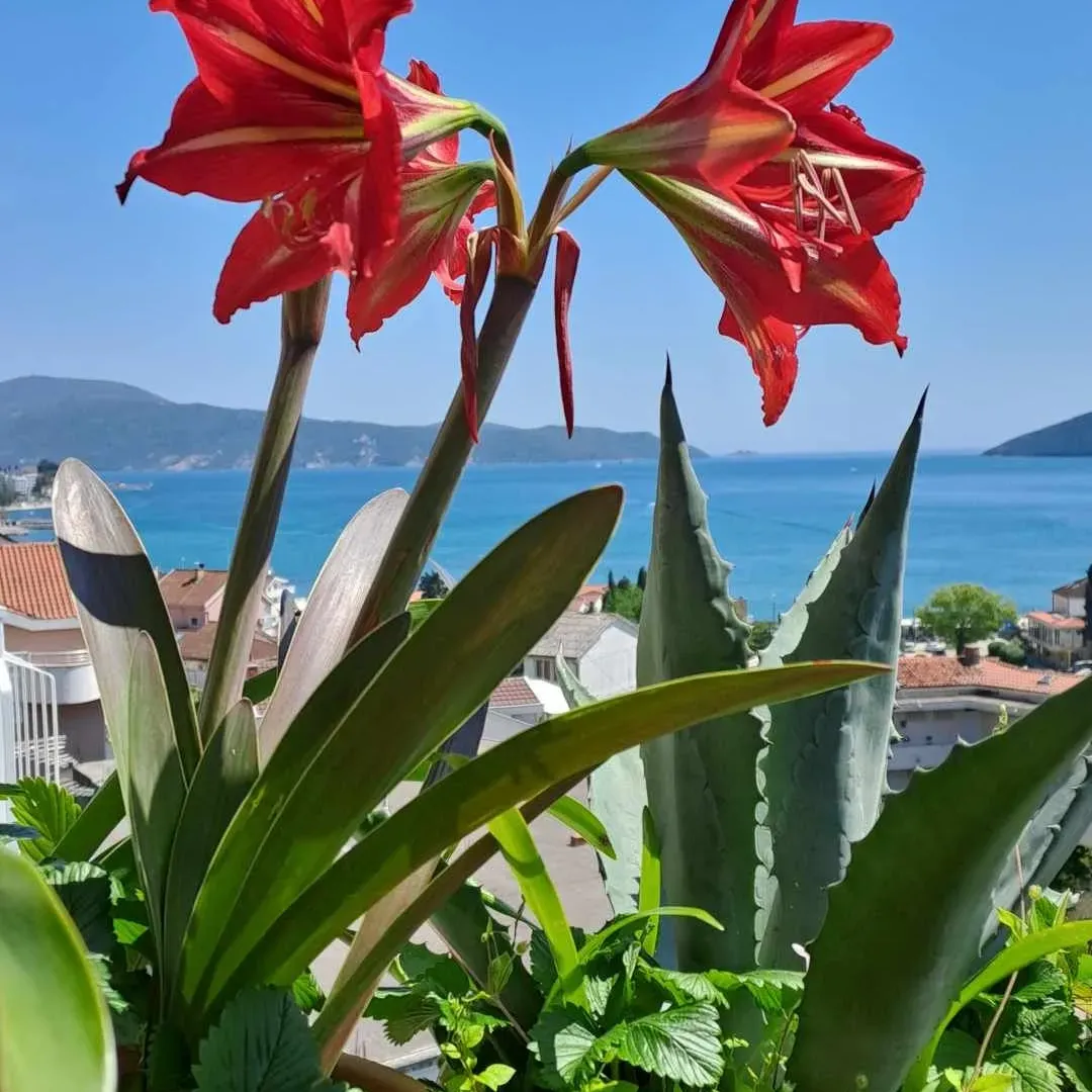 Prodaja, stan, 65m², Herceg Novi, Crna Gora