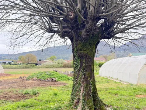 Zemljište in Grlić