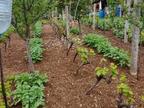 Prodaja, plac, 700m², Herceg Novi, Crna Gora - image 2