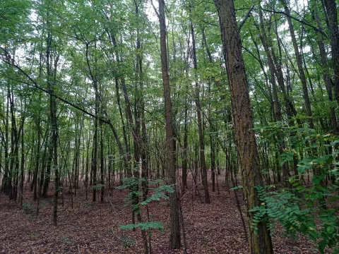 Prodaja, plac, 5207m², Kelebija, Subotica - image 3