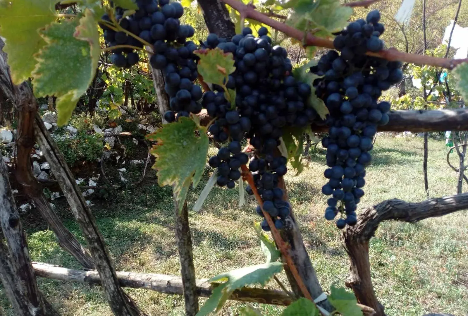 Prodaja, plac, 238441m², Cetinje, Crna Gora