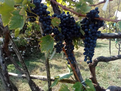 Prodaja, plac, 238441m², Cetinje, Crna Gora - image 10