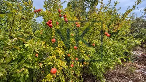 Grm sa zrelim plodovima nara u dvorištu. - image 16