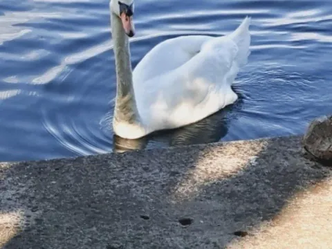 Stan-na-dan, kuća, 60m², Srebrno jezero, Veliko Gradište - image 7