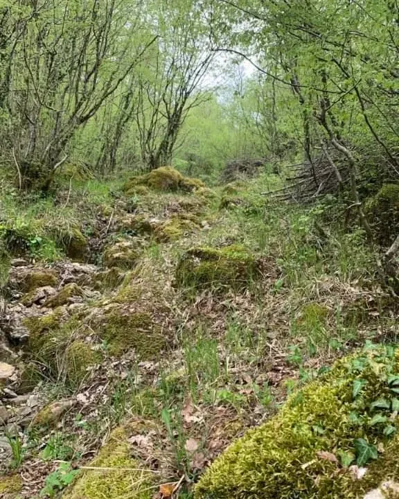 Prodaja, plac, 12000m², Centar, Bar