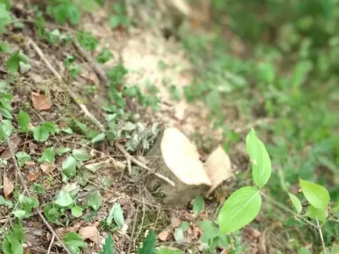 Prodaja, plac, 45233m², Kolašin, Crna Gora - image 9