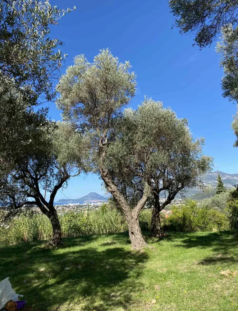 Prodaja, plac, 3770m², Zaljevo, Bar
