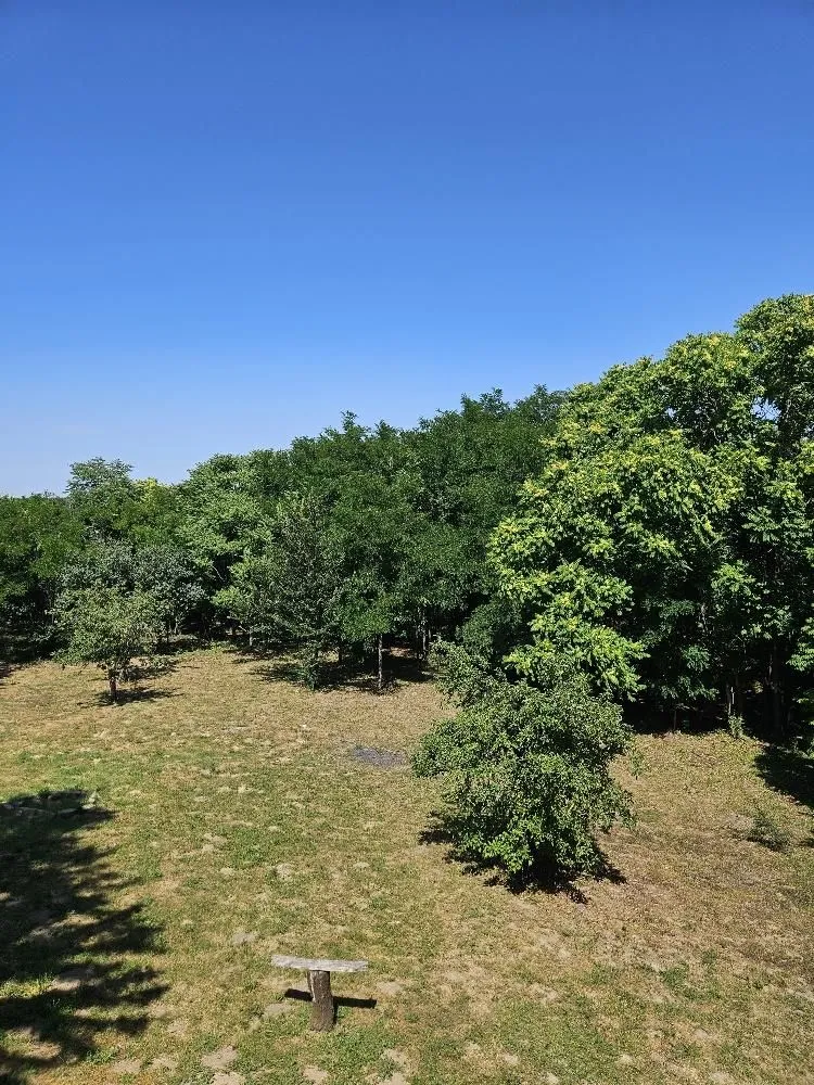 Prodaja, plac, 5000m², Stari Slankamen, Inđija