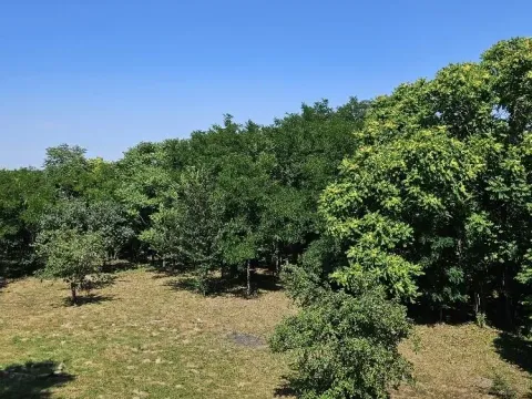 Sale, land lot, 5000m², Stari Slankamen, Inđija - image 14