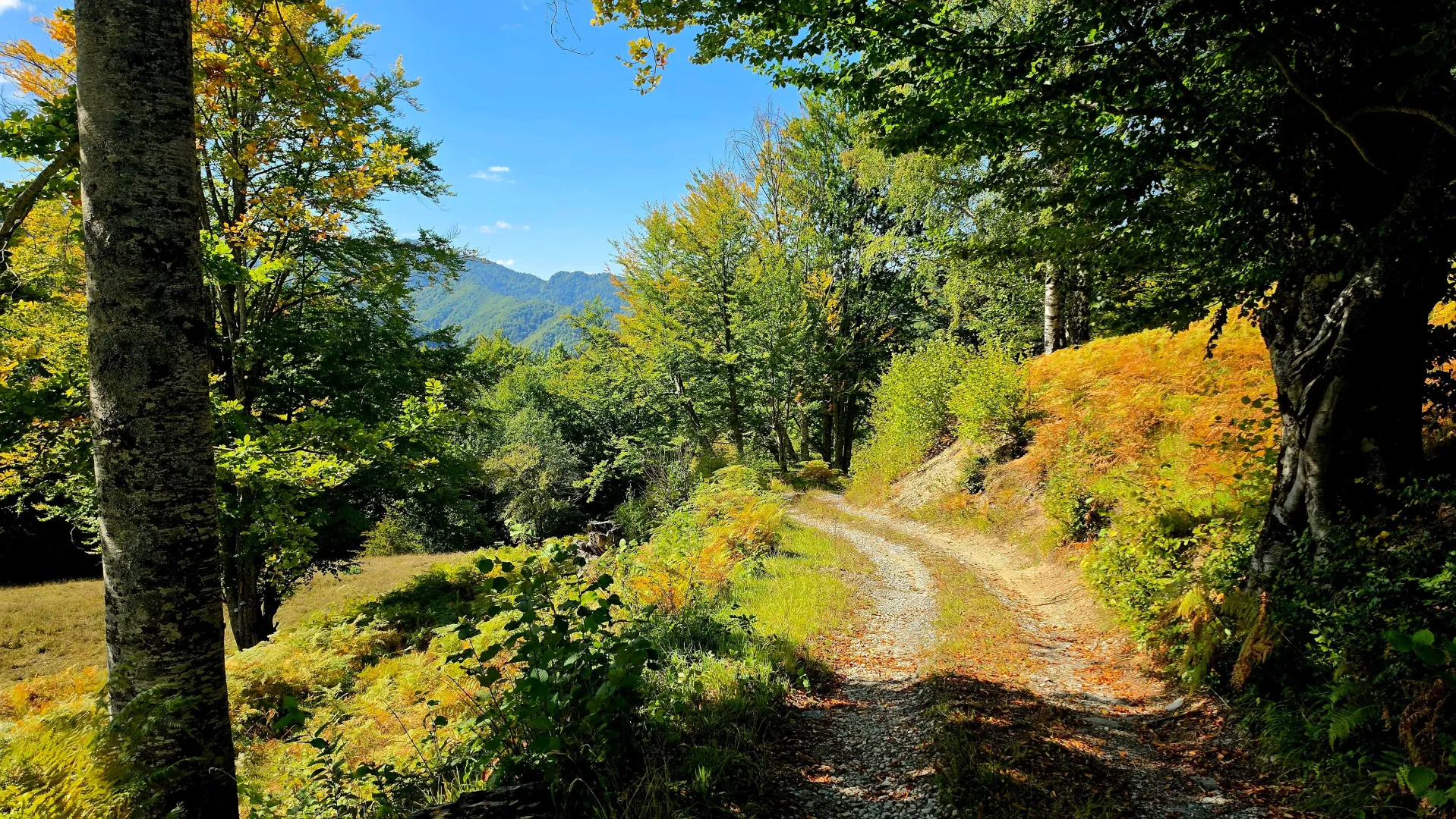 Zemljište sa seoskim putem i šumom u prirodi.