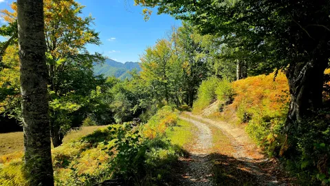 Zemljište sa seoskim putem i šumom u prirodi. - image 20