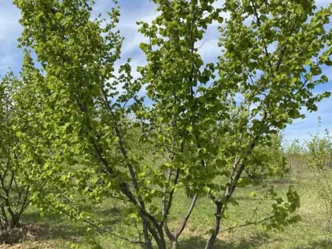 Sale, land lot, 649m², Donje Štiplje, Jagodina - image 12