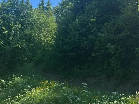 Sale, land lot, 10000m², Bare, Kolašin - image 3