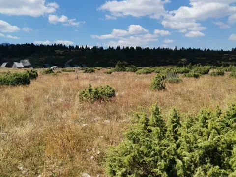 Prodaja, plac, 36000m², Žabljak, Crna Gora - image 2