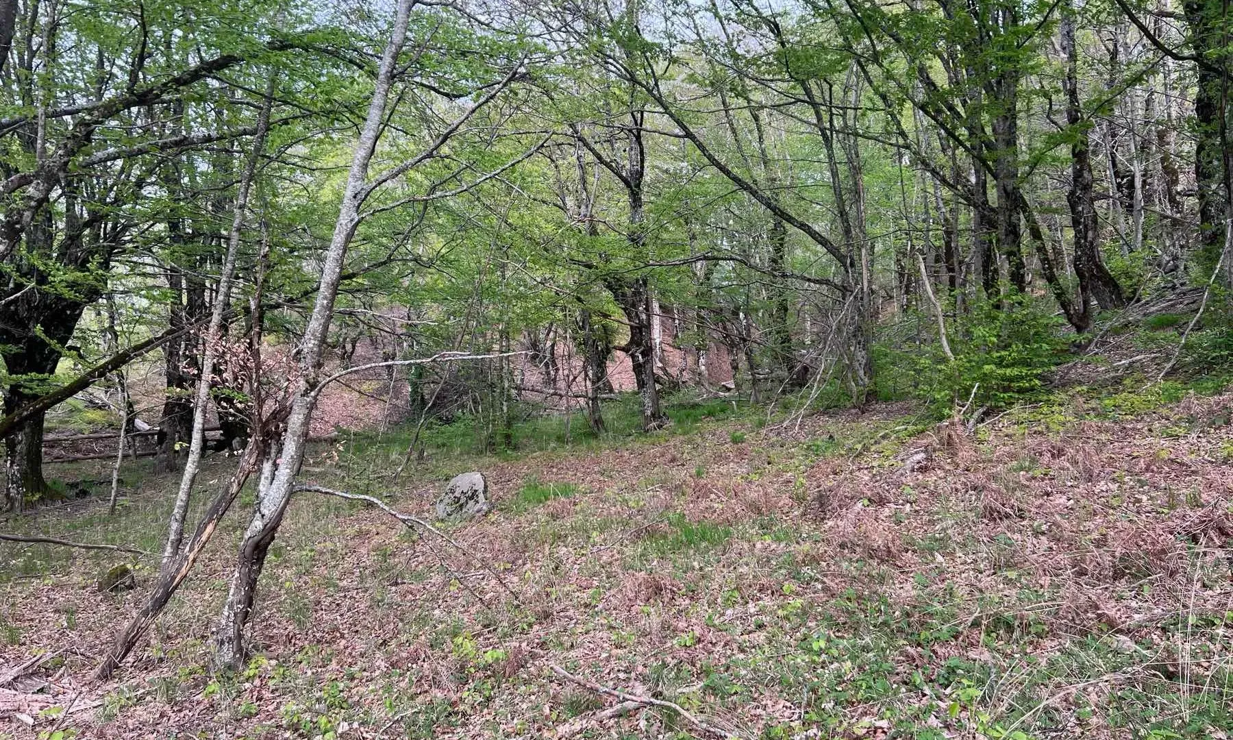 Prodaja, plac, 8000m², Kolašin, Crna Gora