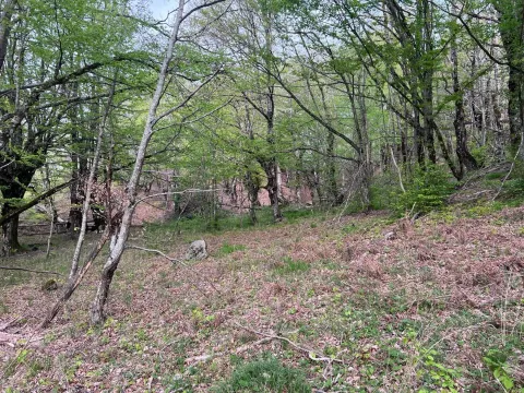 Prodaja, plac, 8000m², Kolašin, Crna Gora - image 2