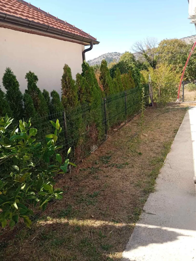 View of the yard and fence with thuja trees next to the house.