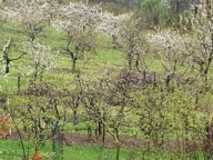 Izdavanje, kuća, 51m², Ritopek, Grocka - image 7