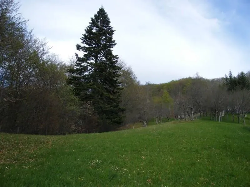 Prodaja, plac, 23600m², Kolašin, Crna Gora