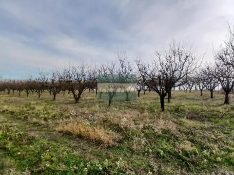 Sale, office space, 723m², Veliki Popović, Despotovac - image 11