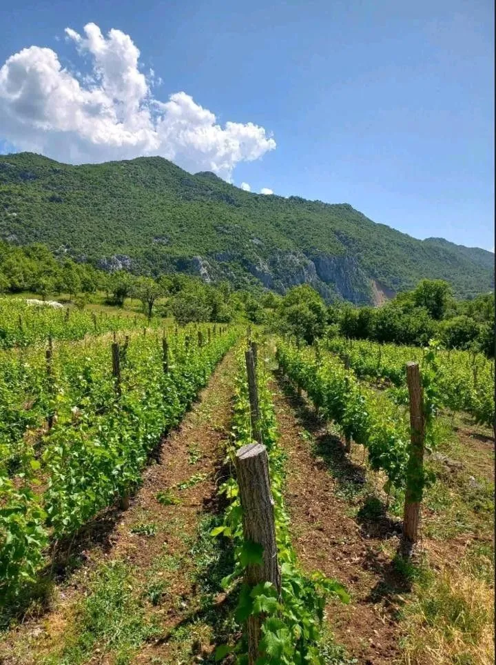 Prodaja, plac, 10429m², Zabjelo, Podgorica