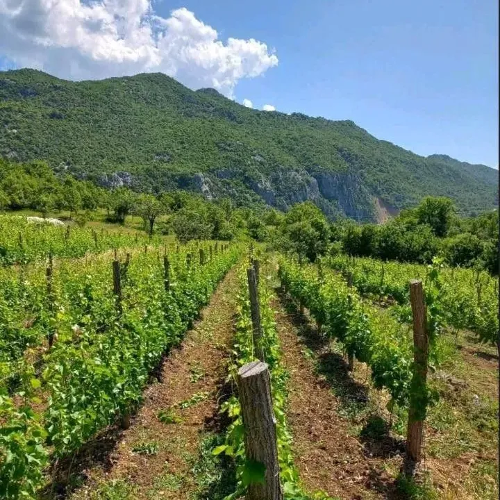 Sale, land lot, 10429m², Zabjelo, Podgorica