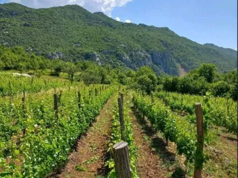 Prodaja, plac, 10429m², Zabjelo, Podgorica - image 1