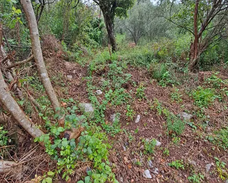 Zarasli teren sa drvećem i rastinjem. - image 7
