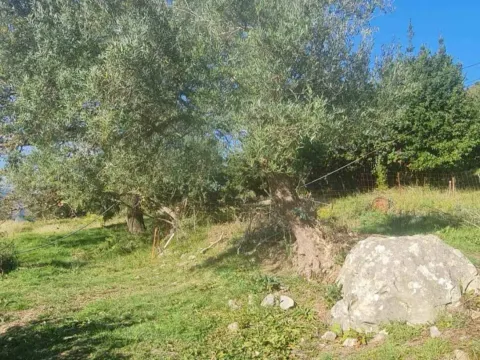 Prodaja, plac, 1058m², Herceg Novi, Crna Gora - image 5