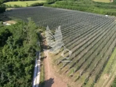 Sale, land lot, 32000m², Babe, Sopot - image 7