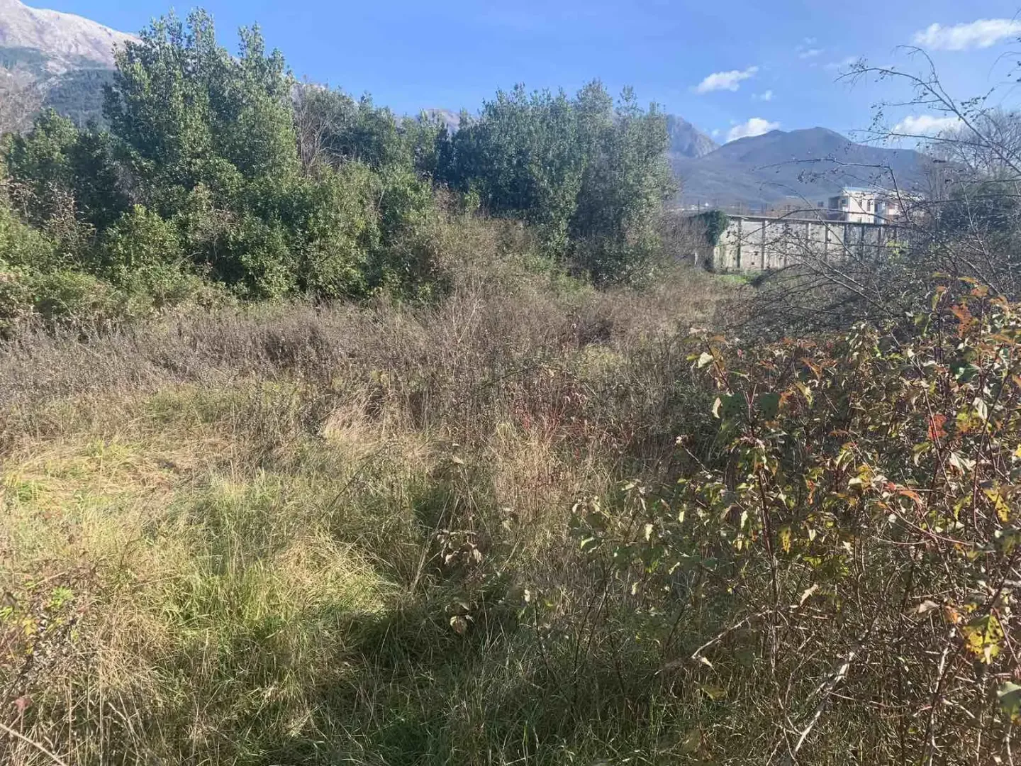 Zaraslo zemljište sa rastinjem i drvećem u pozadini.