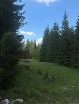 Pogled na zelenu livadu okruženu četinarskom šumom. - image 5